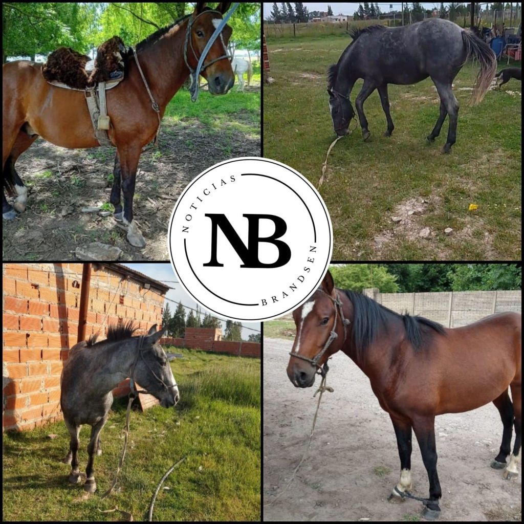 «NOS ROBARON LOS CABALLOS EL 2 DE&nbsp;ENERO»