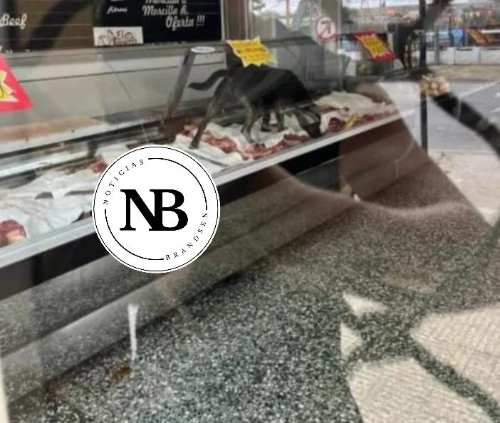 CERRARON Y QUEDÓ UN PERRO ADENTRO DE UNA&nbsp;CARNICERIA