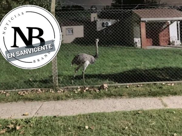 SAN VICENTE: ALLANARON UNA VIVIENDA QUE TENIA UN ÑANDÚ COMO&nbsp;MASCOTA