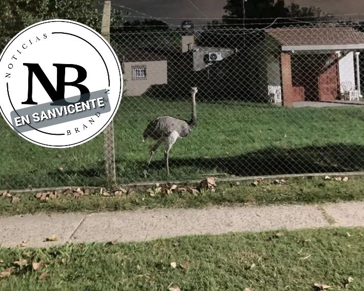 SAN VICENTE: ALLANARON UNA VIVIENDA QUE TENIA UN ÑANDÚ COMO&nbsp;MASCOTA