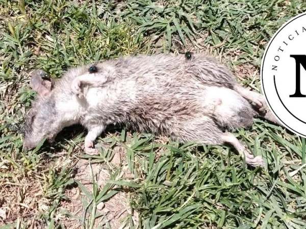 PRECAUCIÓN: ROEDORES EN BARRIO&nbsp;MATADERO