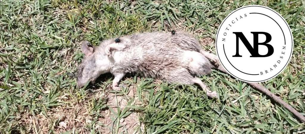 PRECAUCIÓN: ROEDORES EN BARRIO MATADERO