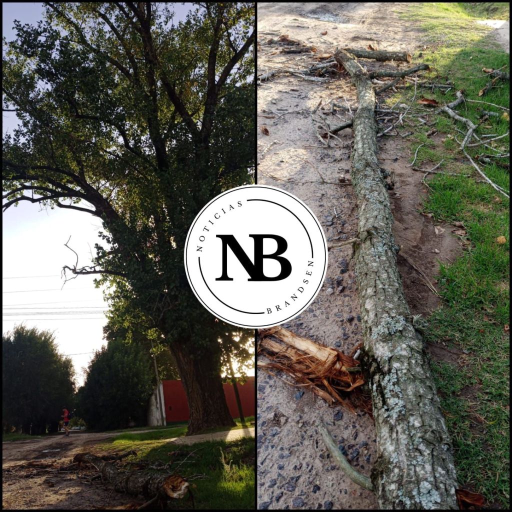 UNA IMPORTANTE RAMA SE PARTIÓ Y GENERÓ PREOCUPACIÓN AL CAERSE