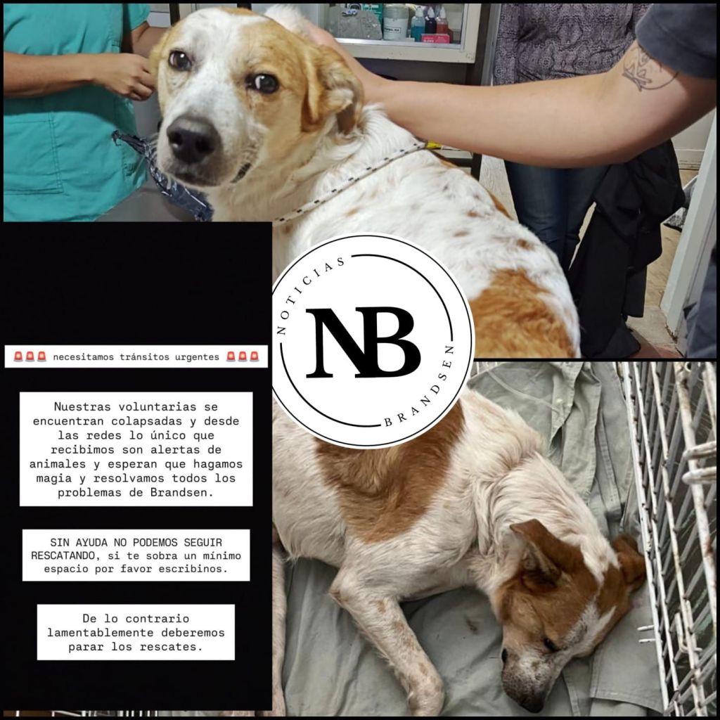 «SIN AYUDA NO PODEMOS SEGUIR&nbsp;RESCATANDO»