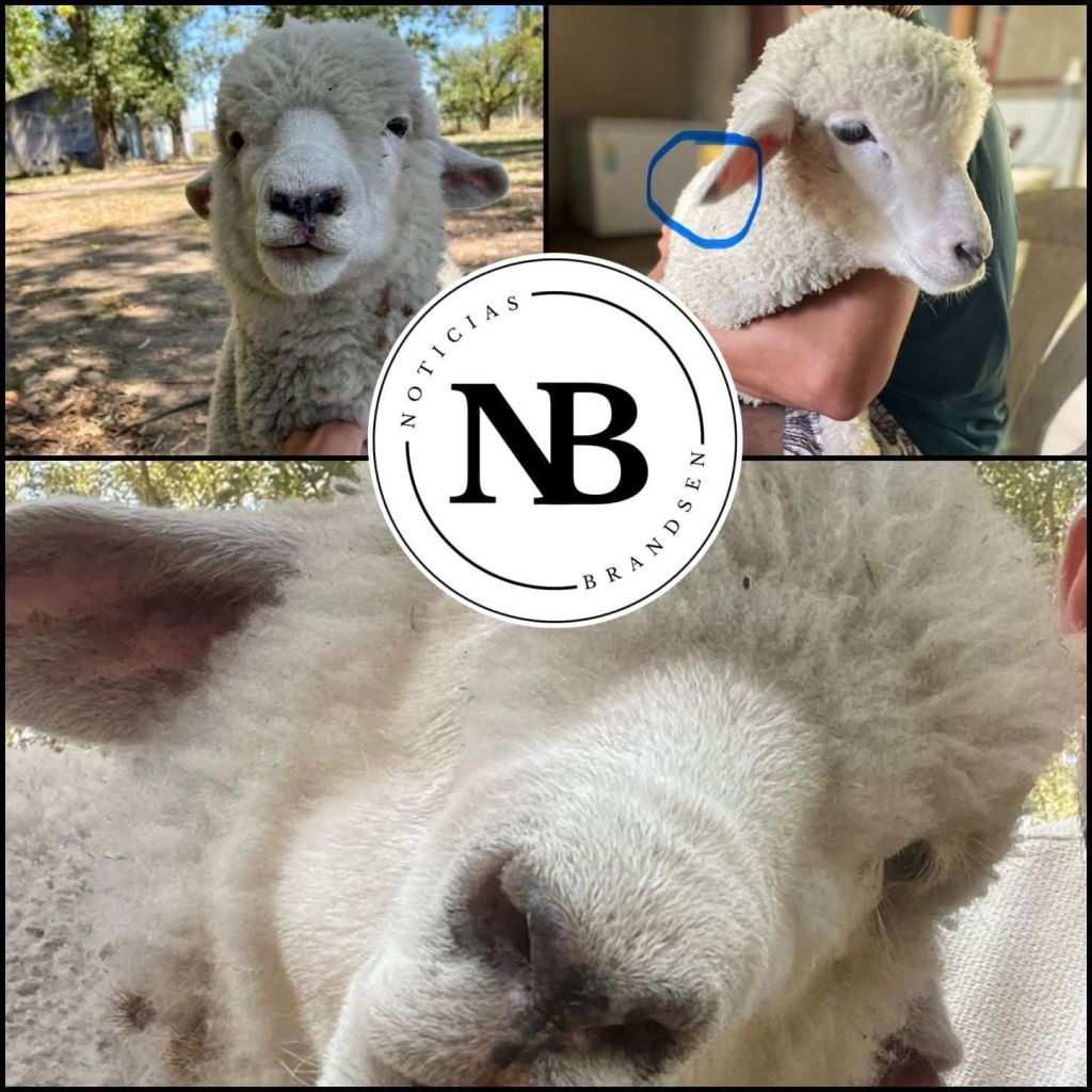 CONTINÚA LA BUSQUEDA DE «PATRO» EL CORDERO PERDIDO Y OFRECEN $500.000 PESOS DE&nbsp;RECOMPENSA