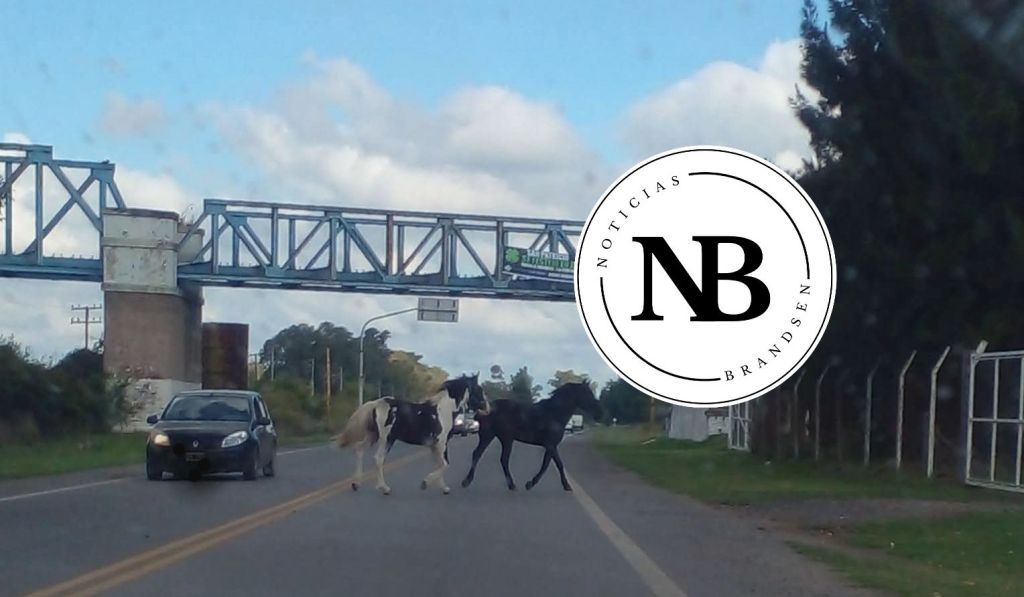 CABALLOS QUE CRUZAN LA RUTA: «PASA TODOS LOS&nbsp;DIAS»