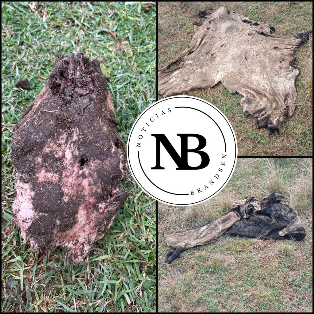 ENTRARON A UN CAMPO Y CARNEARON A UN TERNERO