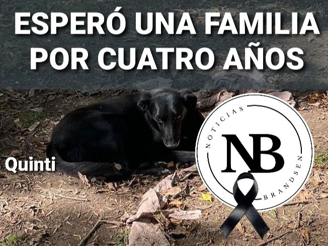 APAA CONFIRMA QUE MURIÓ UN PERRO EN LOS CANILES. LLEVABA CUATRO AÑOS ESPERANDO SER ADOPTADO