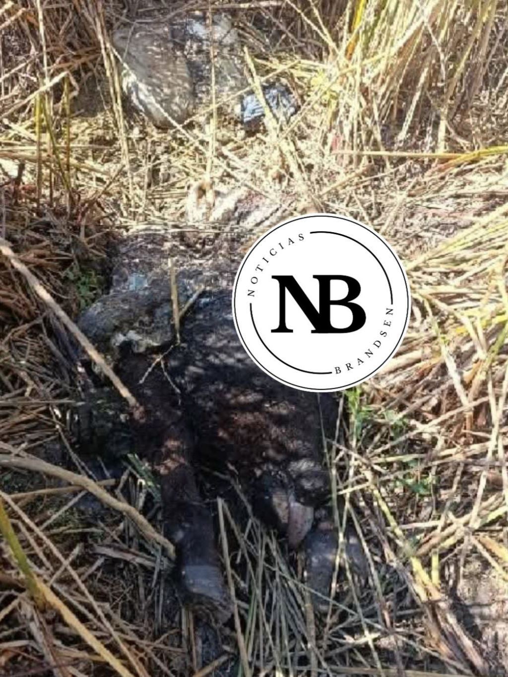 INVESTIGAN ABIGEATO TRAS FAENA CLANDESTINA EN ESTABLECIMIENTO RURAL