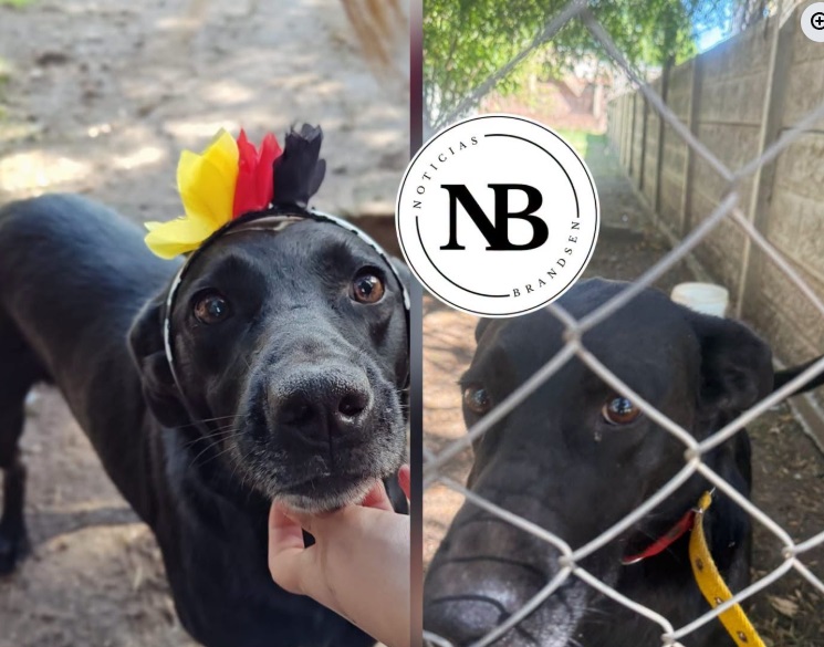 ESCAPÓ «NEGRO», UN PERRO QUE VIVE EN LOS CANILES Y LE TIENE PÁNICO A LA PIROTECNIA Y&nbsp;EXPLOSIONES