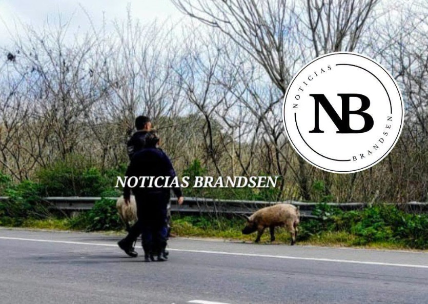 SE ESCAPARON UNOS CHANCHOS DE UN CAMPO Y TUVO QUE INTERVENIR LA POLICÍA